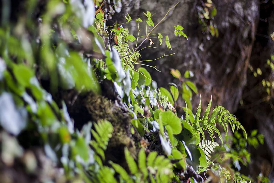 green, greenery, outside, plant, plants, growth, nature, green color HD wallpaper