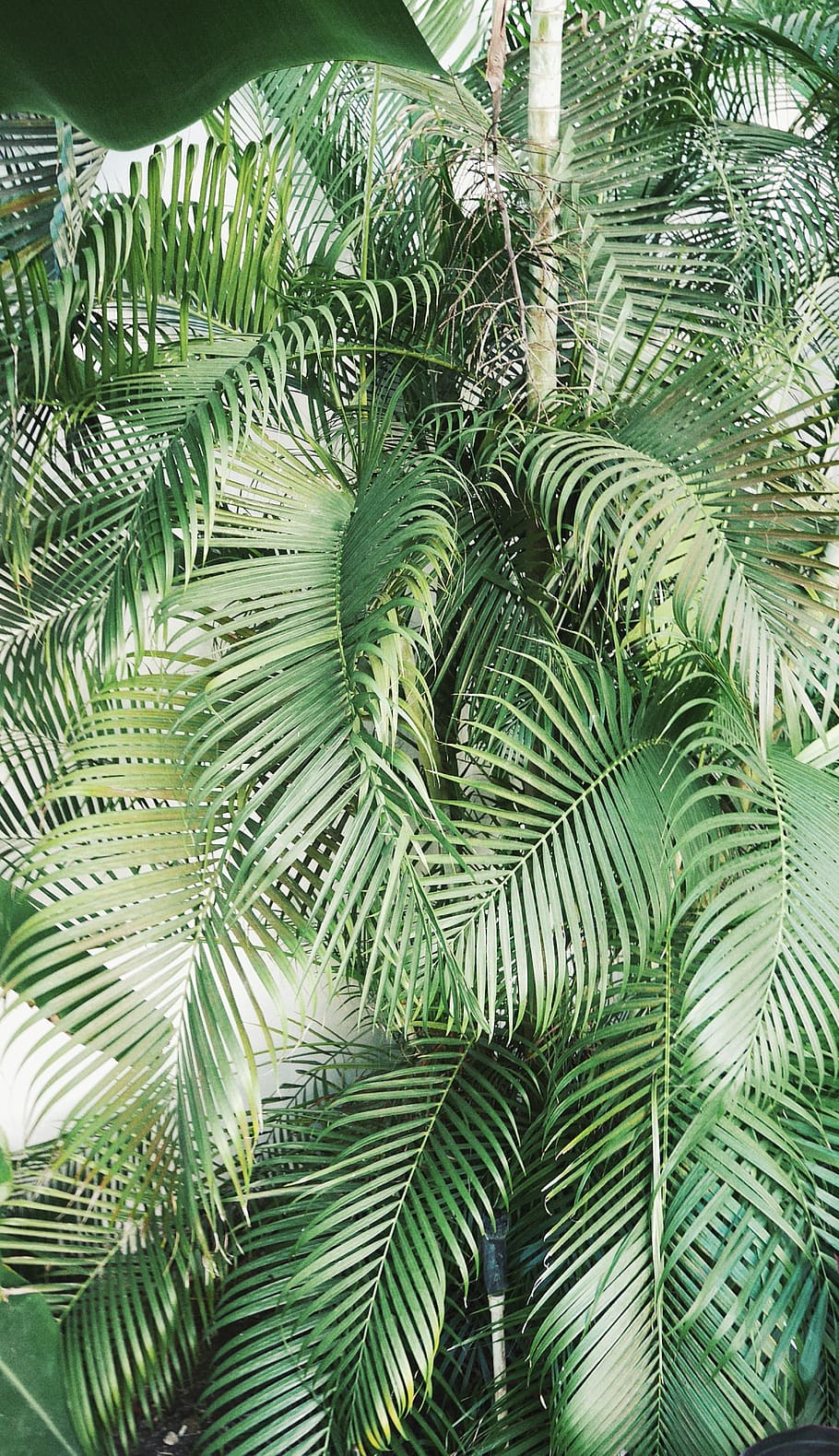 warm, bamboo, exotic, tropical, green, bush, foliage, leaf HD wallpaper