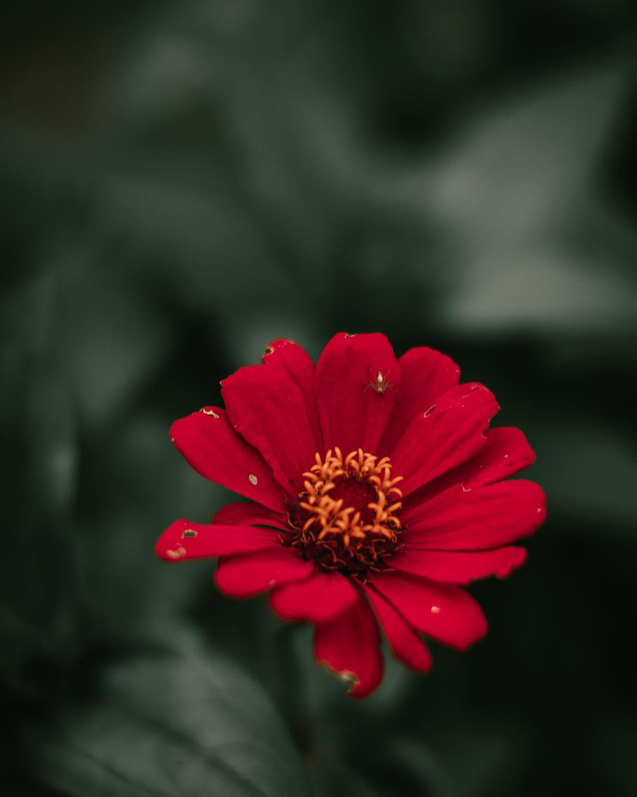 Close-Up Photo Of Red Flower, beautiful, bloom, blooming, blur HD wallpaper