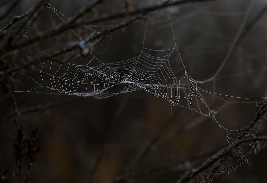 spider web, drops, dew, morning, autumn, water, wet, fragility HD wallpaper