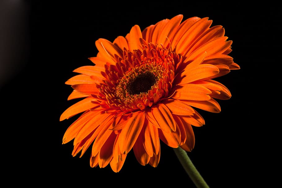 beautiful, red, gerbera, stem, isolated, black, closeup, flower HD wallpaper