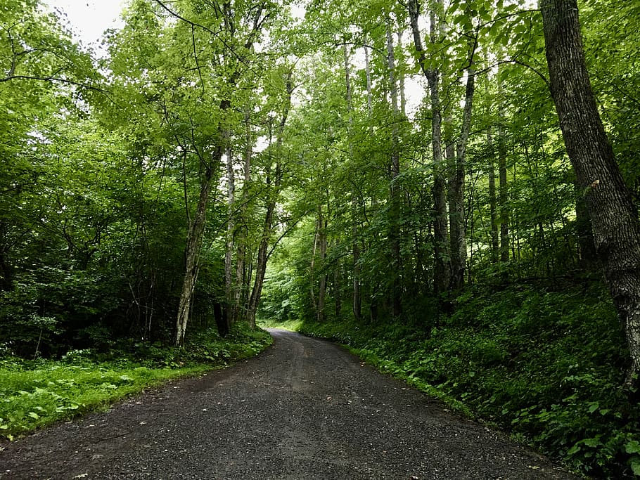 gray road between green trees, tarmac, asphalt, dirt road, gravel HD wallpaper
