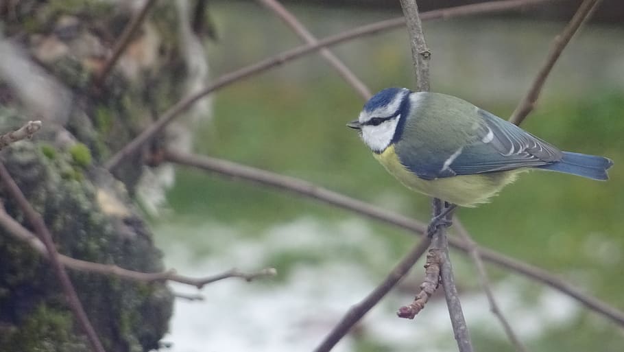 titmouse, bird, animal themes, animal wildlife, vertebrate HD wallpaper