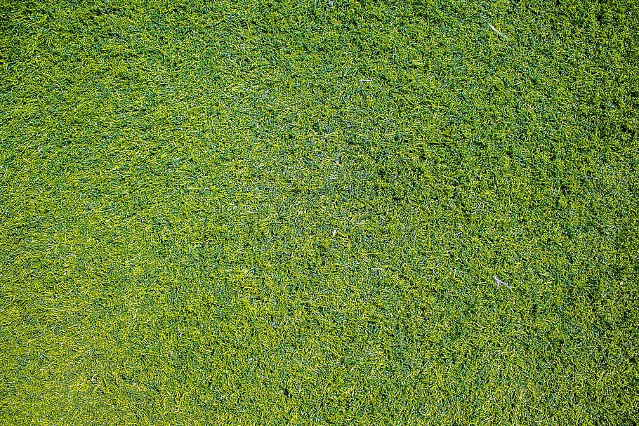 Top View Photo of Grass, field, grass field, lawn, mockup, texture