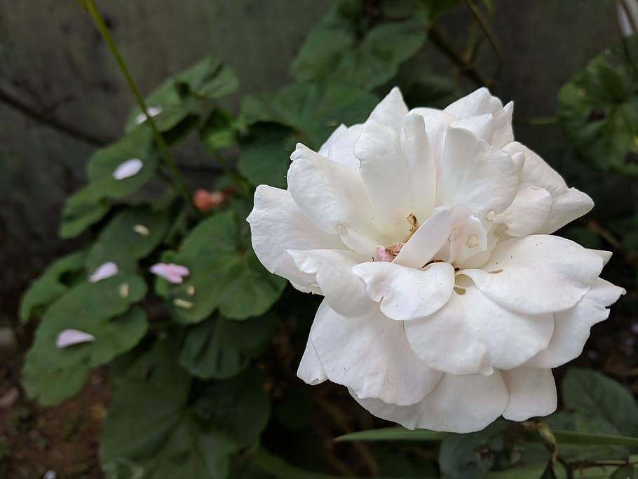 india, kottappadi part, chembrapeak rd, flower, flowering plant HD wallpaper