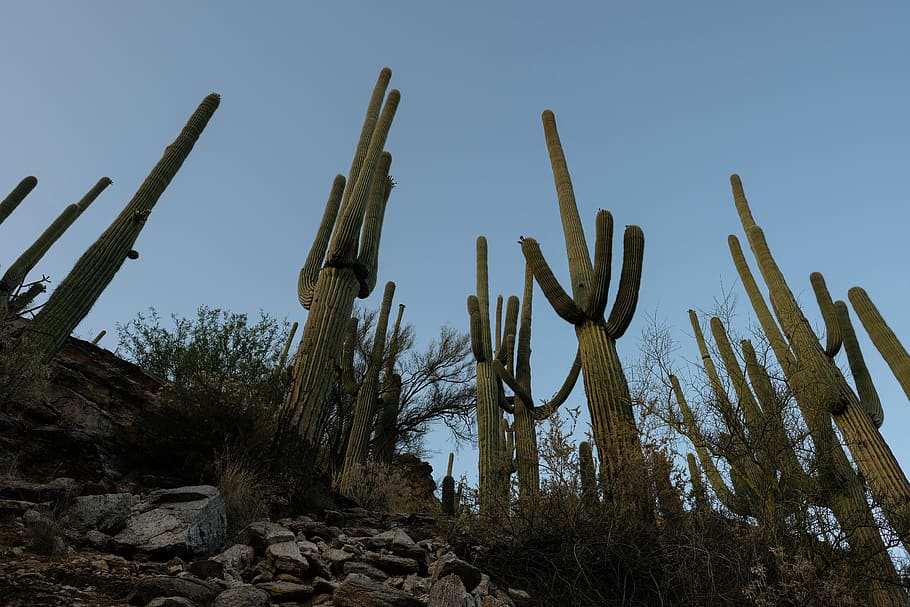 united states, saguaro national park, giant, sky, green, cactus, HD wallpaper