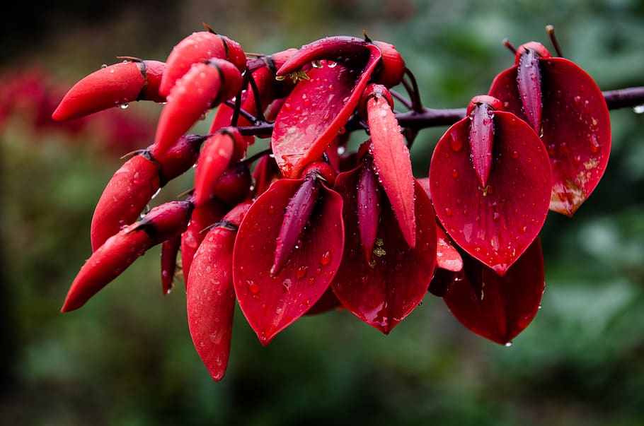 nature, fruit, plant, red, red flowers, exotic, raindrop, drip HD wallpaper