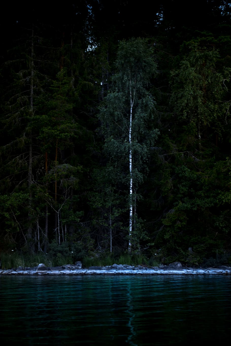 sweden, böda, tree, plant, forest, water, beauty in nature HD wallpaper