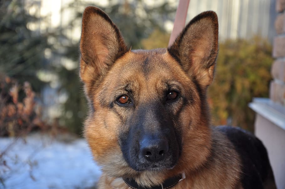 dog, training, home, shepherd, nose, animal, mammal, smart HD wallpaper