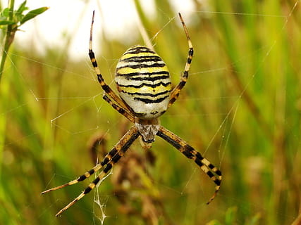 white and yellow spider making web, arachnid, garden spider, insect HD wallpaper