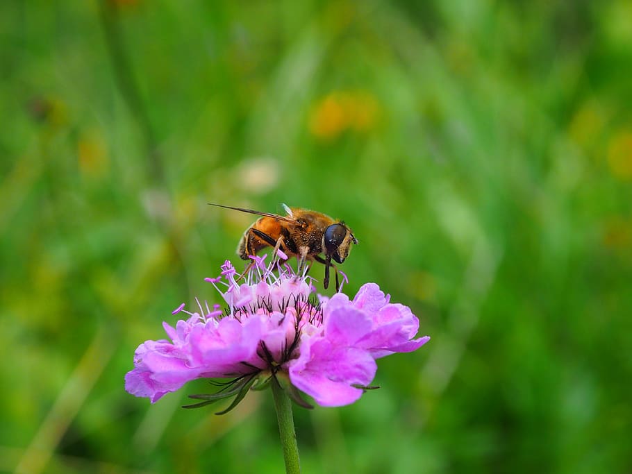 nature, insect, bee, flower, flowering plant, animal, animal themes HD wallpaper