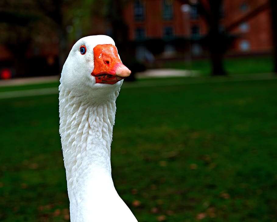 norwegian white goose, gander, blue eye, orange beak, waterfowl, HD wallpaper