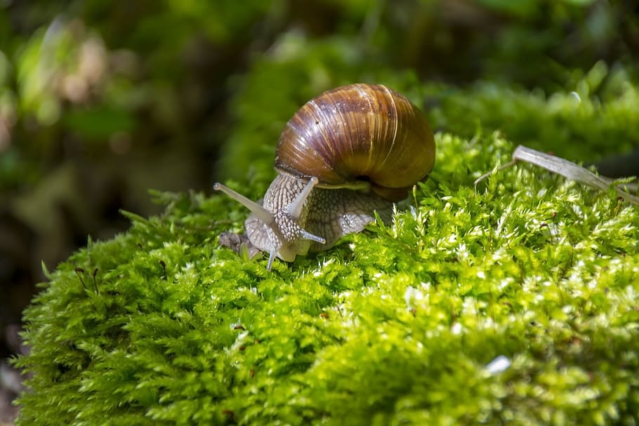 Brown Snail, closeup, macro, mollusk, moss, nature, slug, animal HD wallpaper