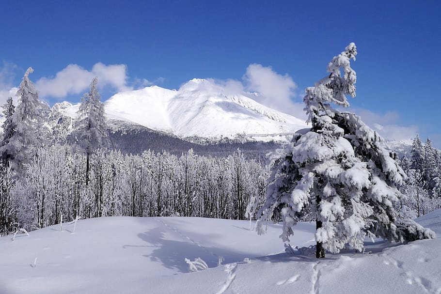 winter, snow, trees, nature, forest, tatry, slovakia, the clouds HD wallpaper