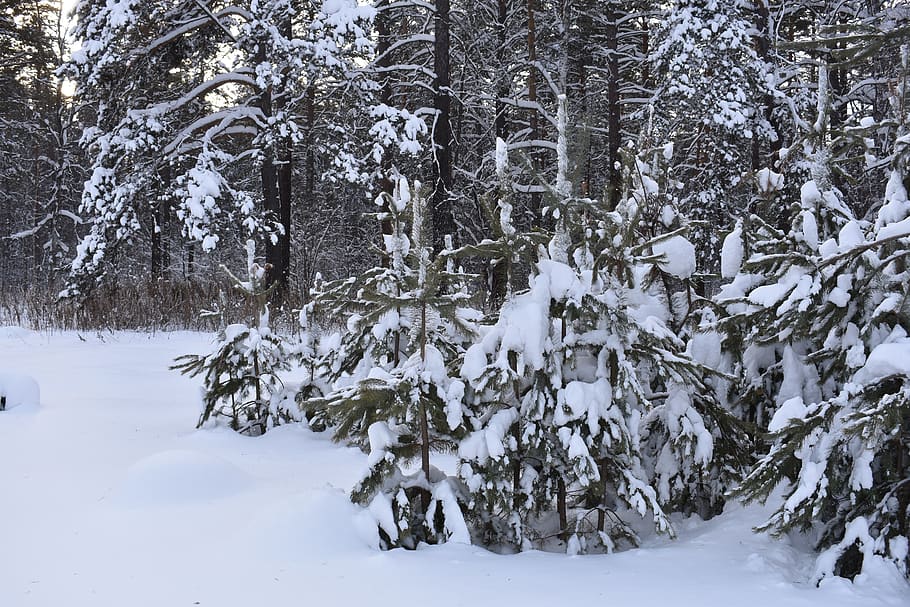 winter, snow, forest, pine, siberia, frost, cold, nature, landscape HD wallpaper
