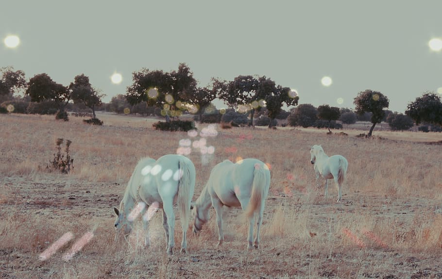 spain, sonseca, animal, animal themes, mammal, group of animals HD wallpaper