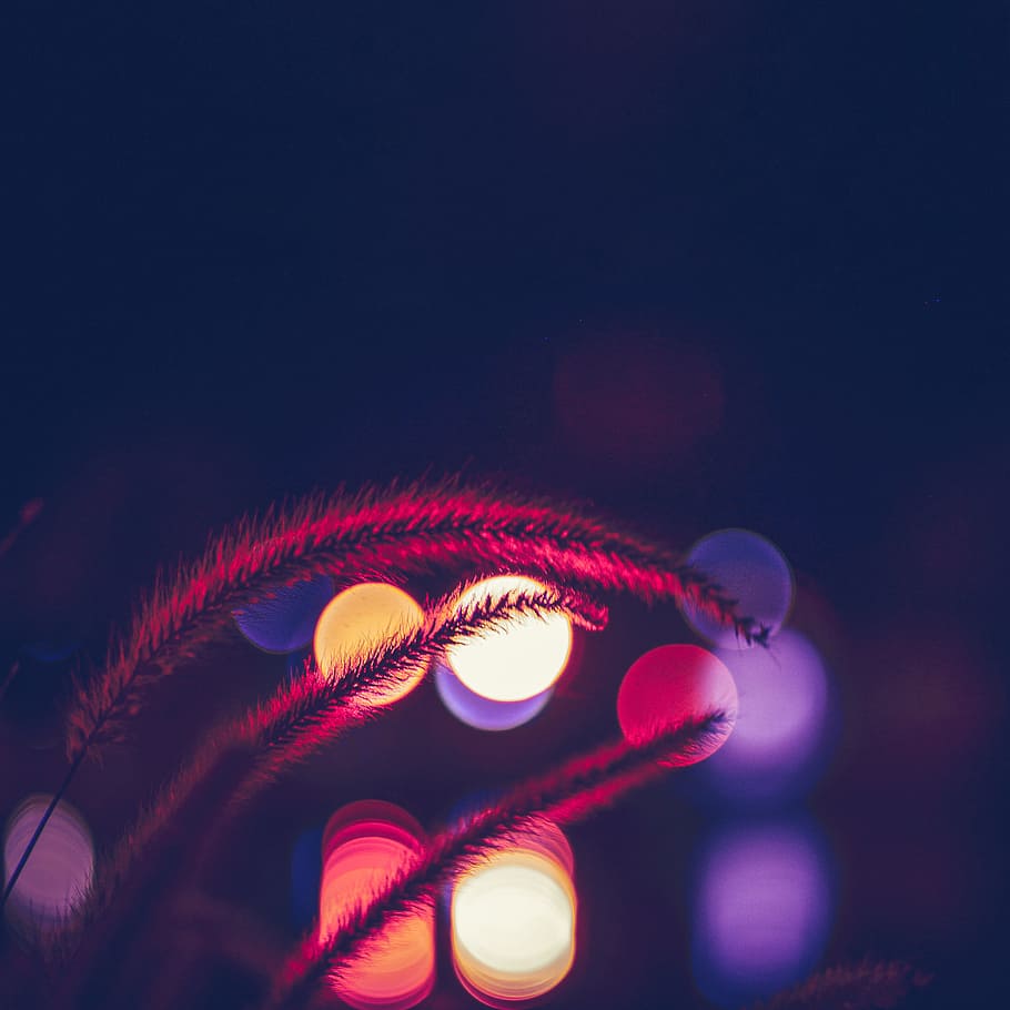 Bokeh Photography of Beige Plant, blur, dark, grass, lights, human body part HD wallpaper