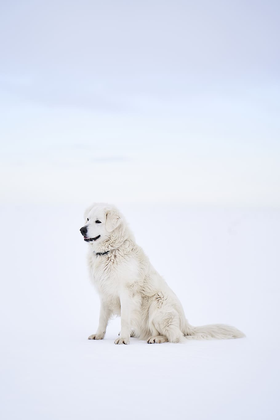 white long coat dog sitting on snow, pet, canine, mammal, animal