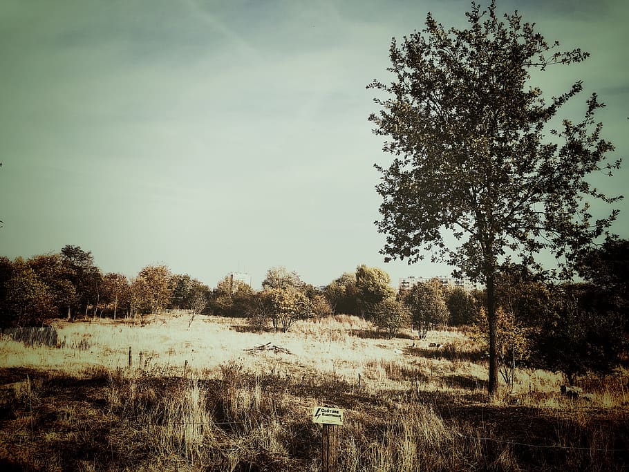 green leafed tree, nature, ground, field, outdoors, plant, grass HD wallpaper