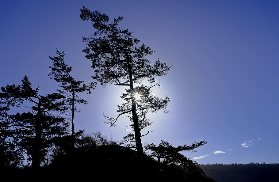 united states, deception pass, trees, plant, sky, growth, beauty in nature HD wallpaper