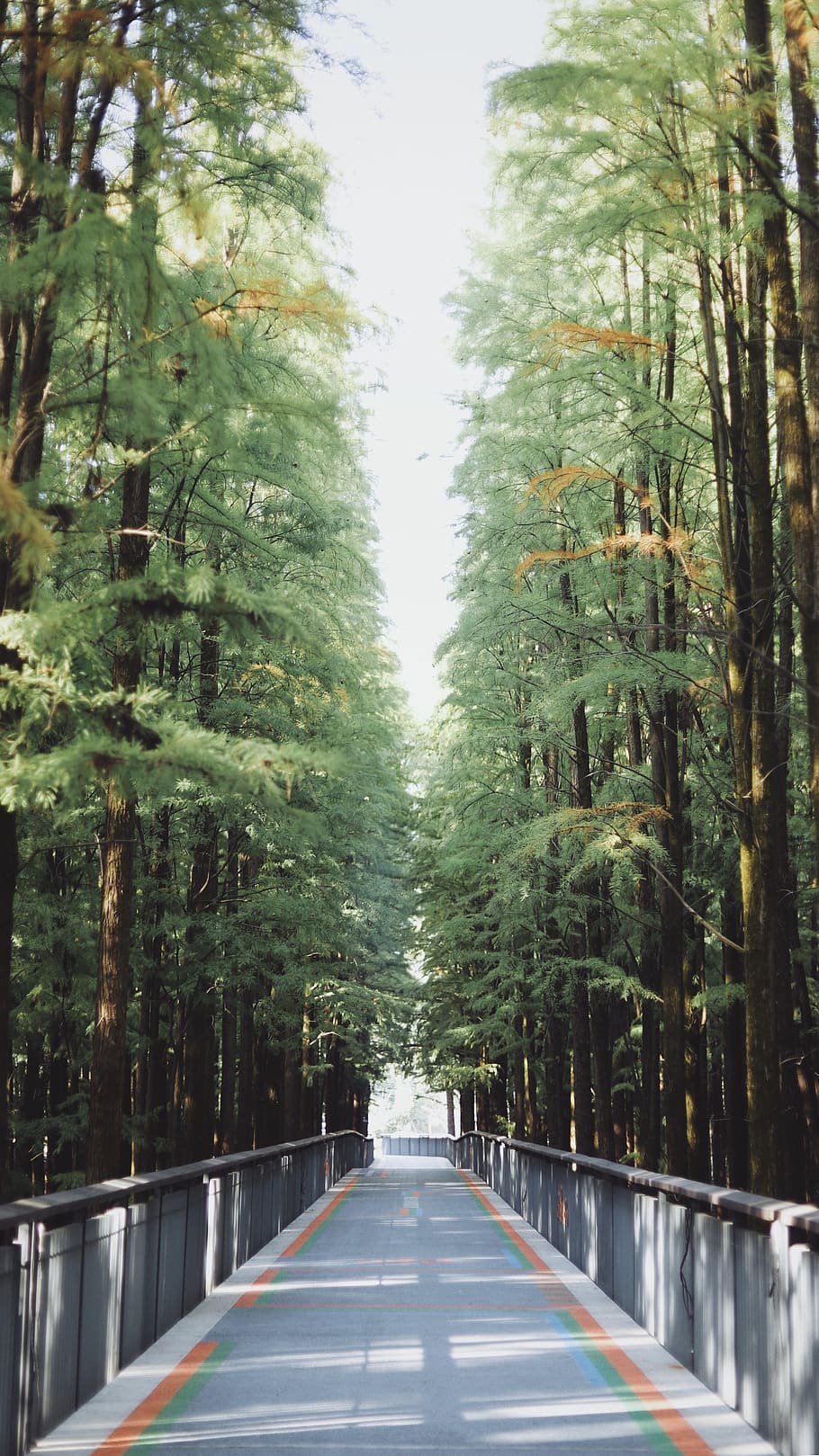 green leafy tree, plant, conifer, flora, path, forest, outdoors HD wallpaper