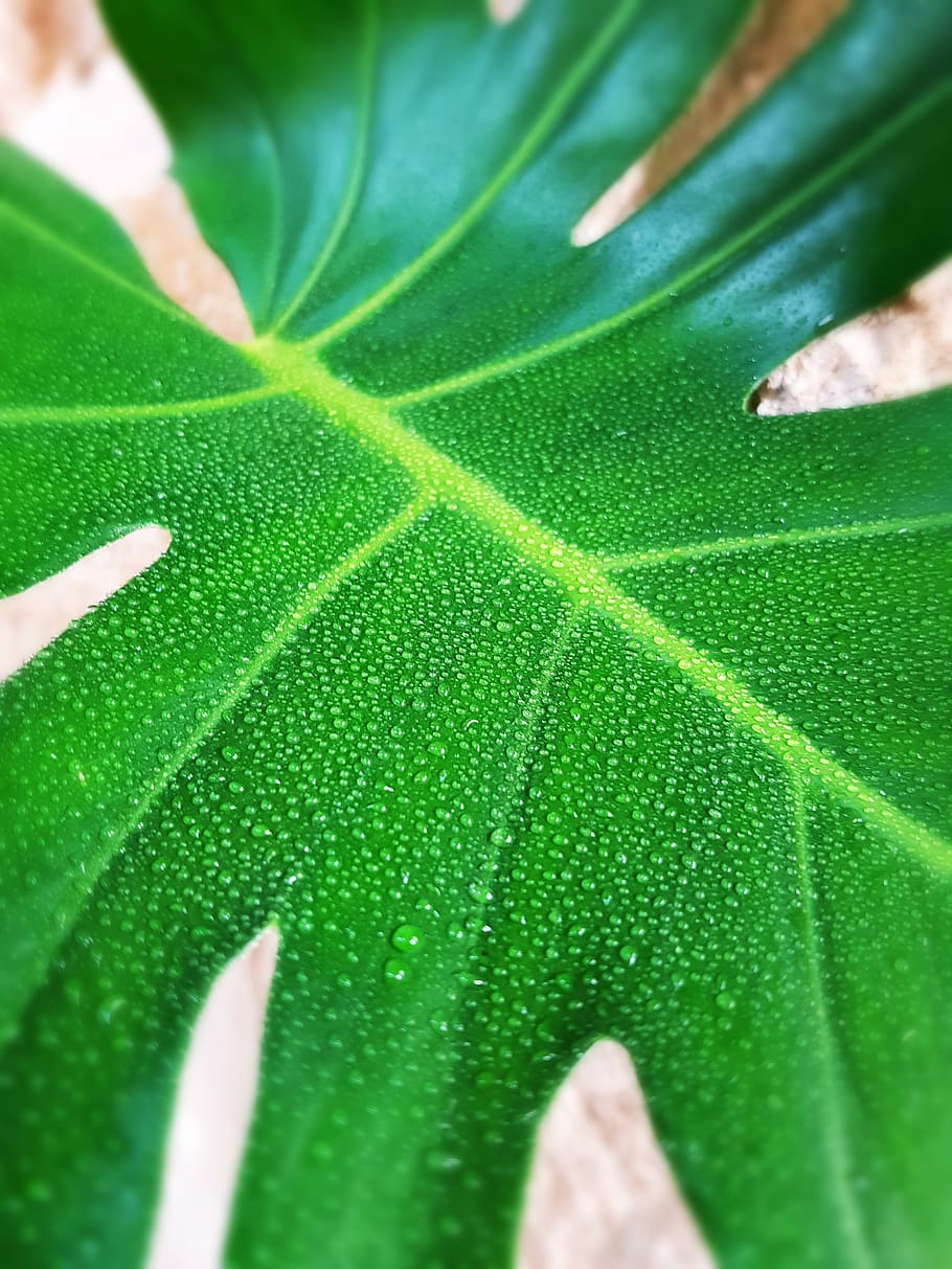 leaf, plant part, green color, close-up, growth, nature, leaf vein HD wallpaper