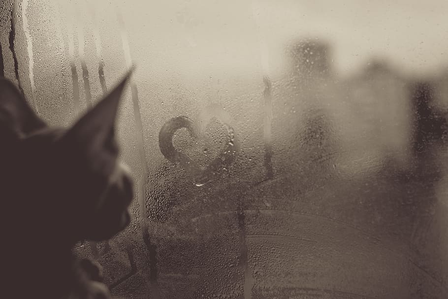 window, heart, cat, condensation, love, monochrome, feline HD wallpaper