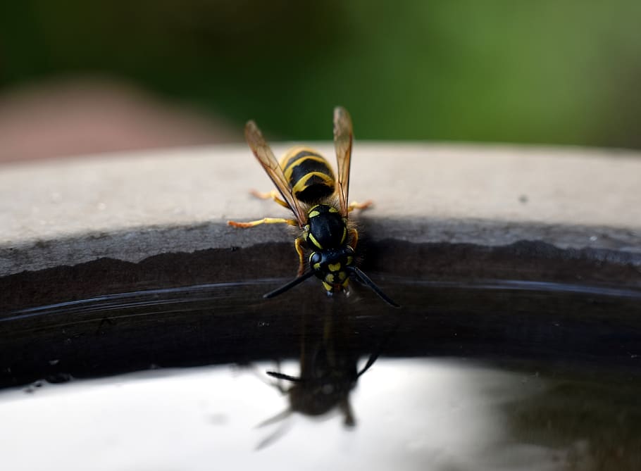 wasp, insect, nature, macro, animal, sting, yellow, garden HD wallpaper