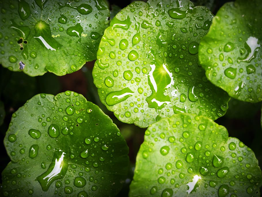 Green Waterlily, bright, close-up, color, dew, dewdrops, droplets HD wallpaper
