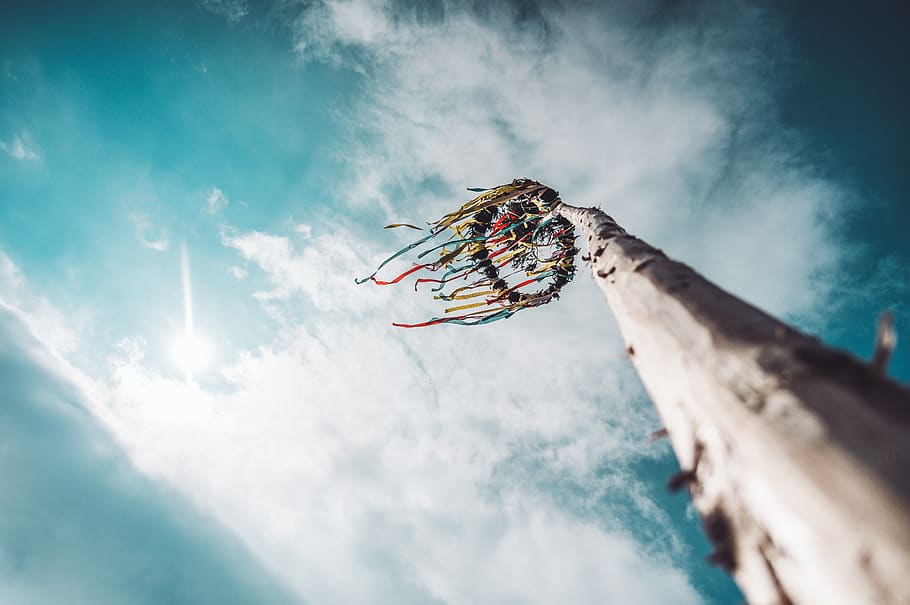 cloud - sky, low angle view, nature, day, animal, no people HD wallpaper