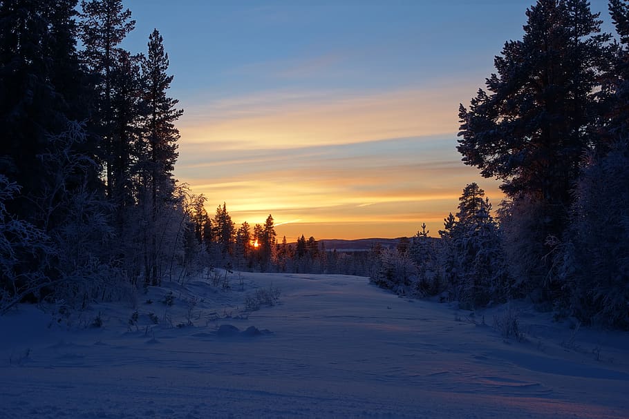 sunset, snow, winter, nature, sky, wintry, trees, cold temperature HD wallpaper