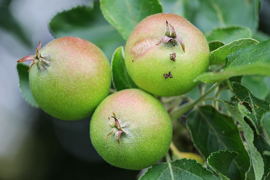 apple, apple tree, fruits, green, hanging, depend, healthy HD wallpaper