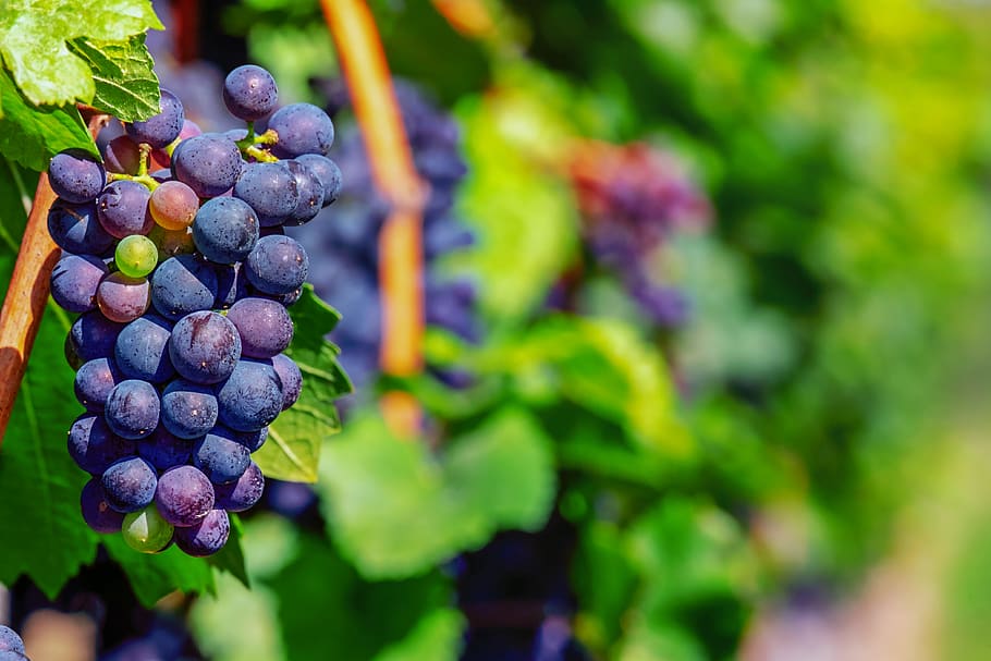 grapes, fruit, blue, winegrowing, vine, berries, sweet, delicious, HD wallpaper