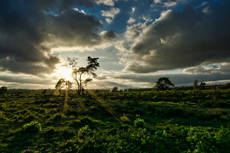 trees, dutch, kootwijk, hei, sunset, leo wieling, sunrays, clouds HD wallpaper