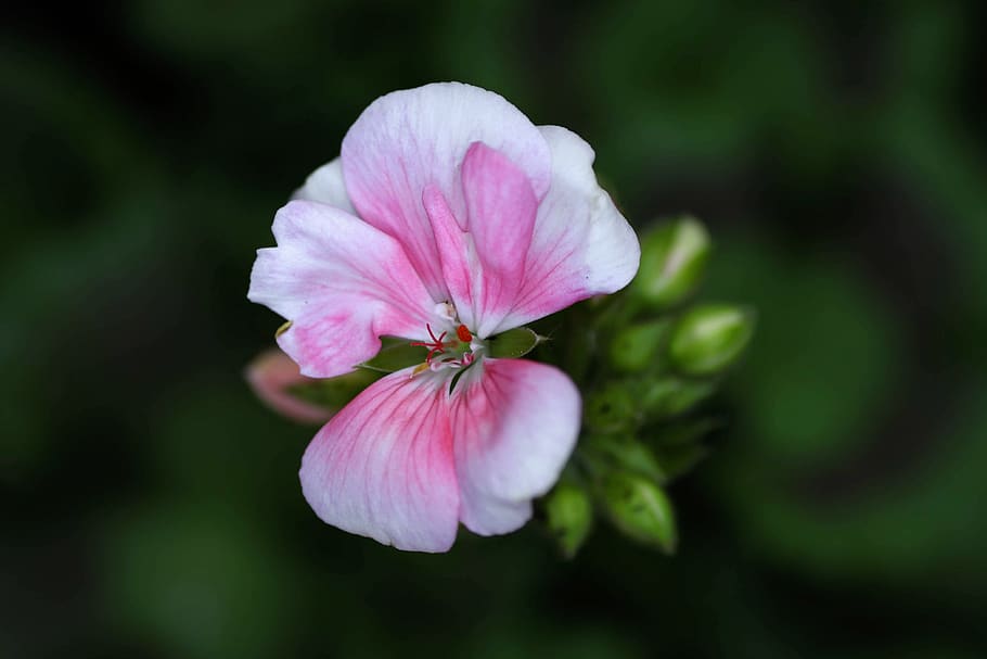 blossom, bloom, pink, close up, pink flower, pink flowers, delicate flower HD wallpaper