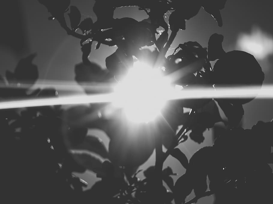 spain, vinaròs, sun, tree, flare, moments, landscape, sunlight HD wallpaper