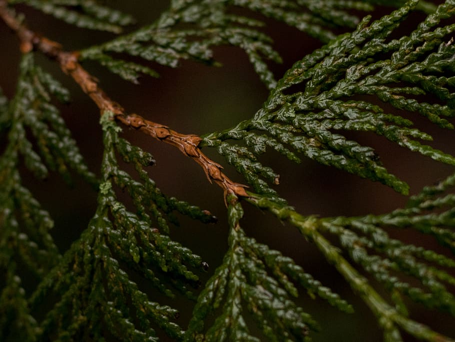 green leafed plant, tree, conifer, spruce, yew, branch, leafs HD wallpaper