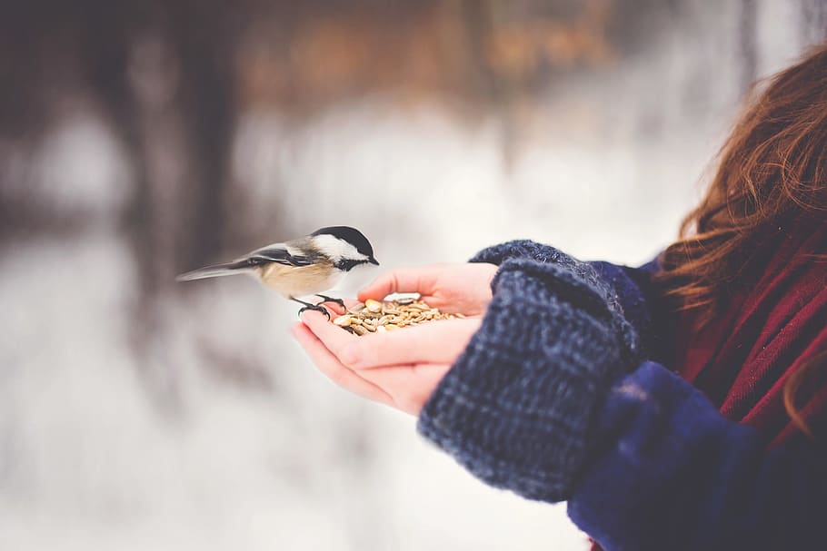 bird on woman hand with feeds, animal, person, human, finger, HD wallpaper