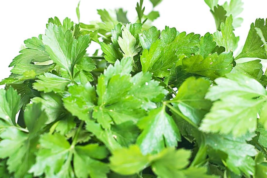 background, botany, flora, floral, flores, foliage, green, growing HD wallpaper