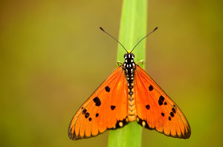 nature, butterfly, orange, insect, close up, macro, wings, invertebrate HD wallpaper