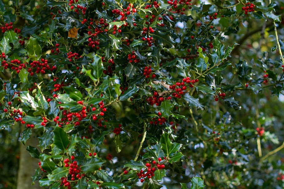 holly, tree, christmas, red, nature, holiday, decoration, winter HD wallpaper