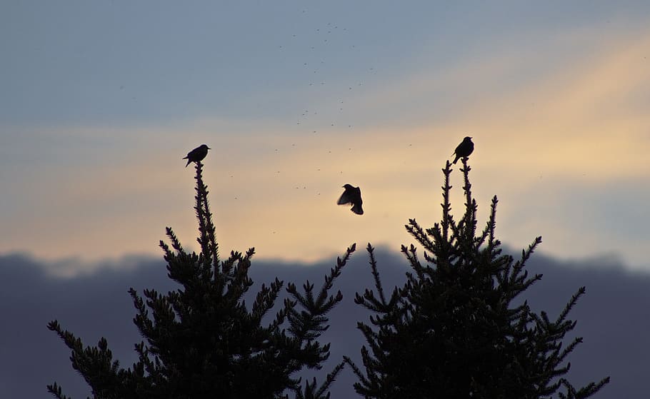 sunset, silhouette, trees, birds, mosquito, sky, plant, vertebrate HD wallpaper