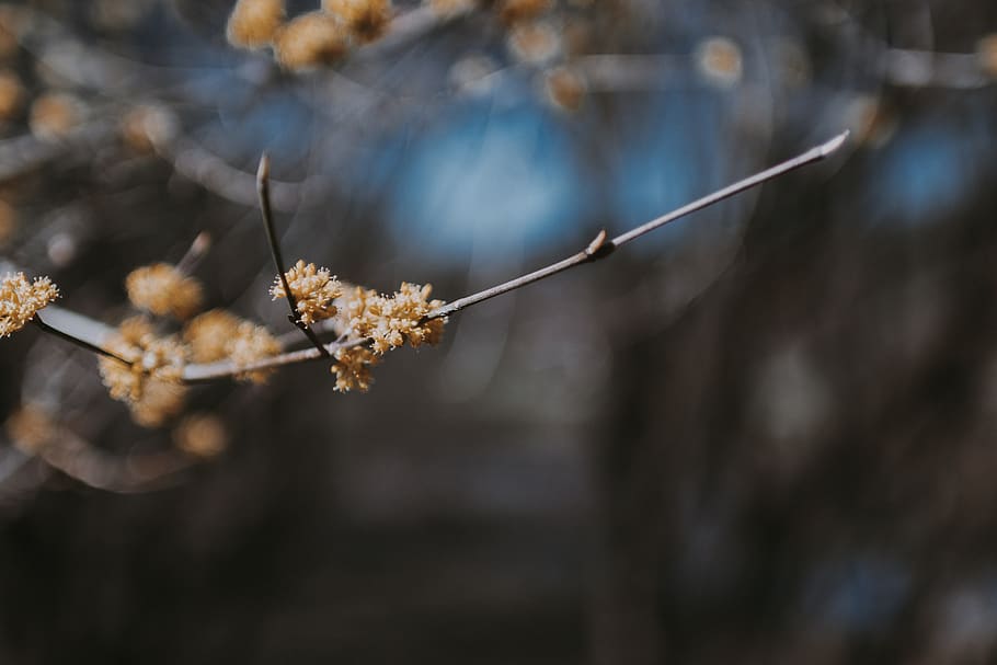 plant, fragility, flower, close-up, tree, vulnerability, flowering plant HD wallpaper