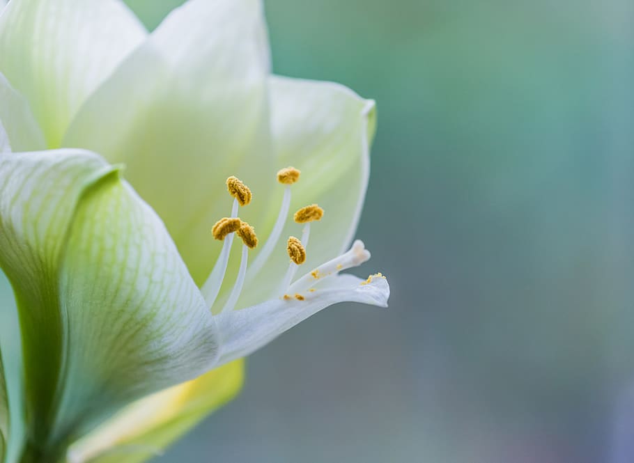 flower, amaryllis, fragility, flowering plant, freshness, vulnerability HD wallpaper