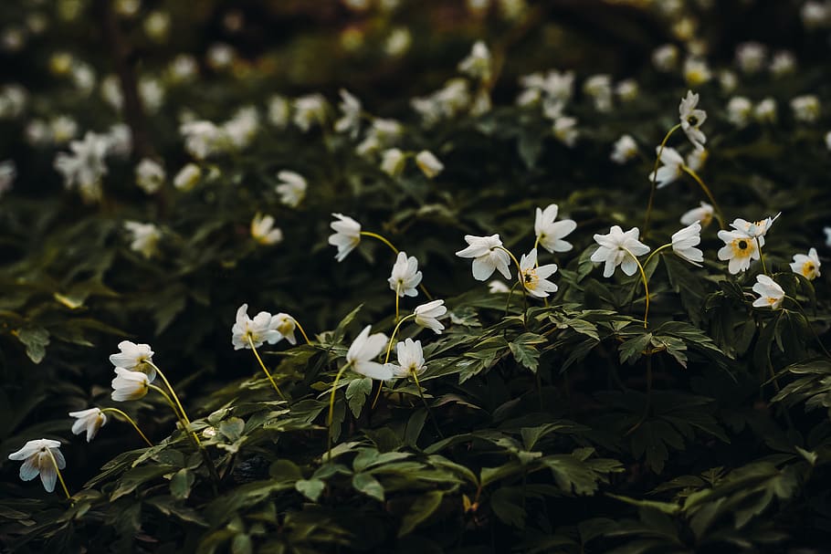 White Petaled Flower, beautiful, Belarus, blooming, blossom, blur HD wallpaper