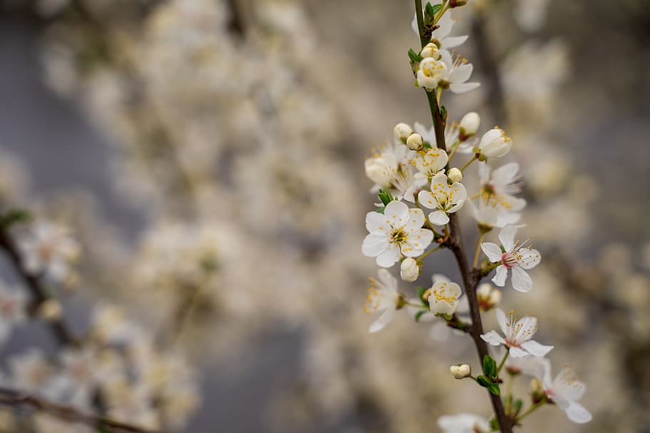 cherry blossom, bloom, tree, cherry tree, spring, branch, nature HD wallpaper
