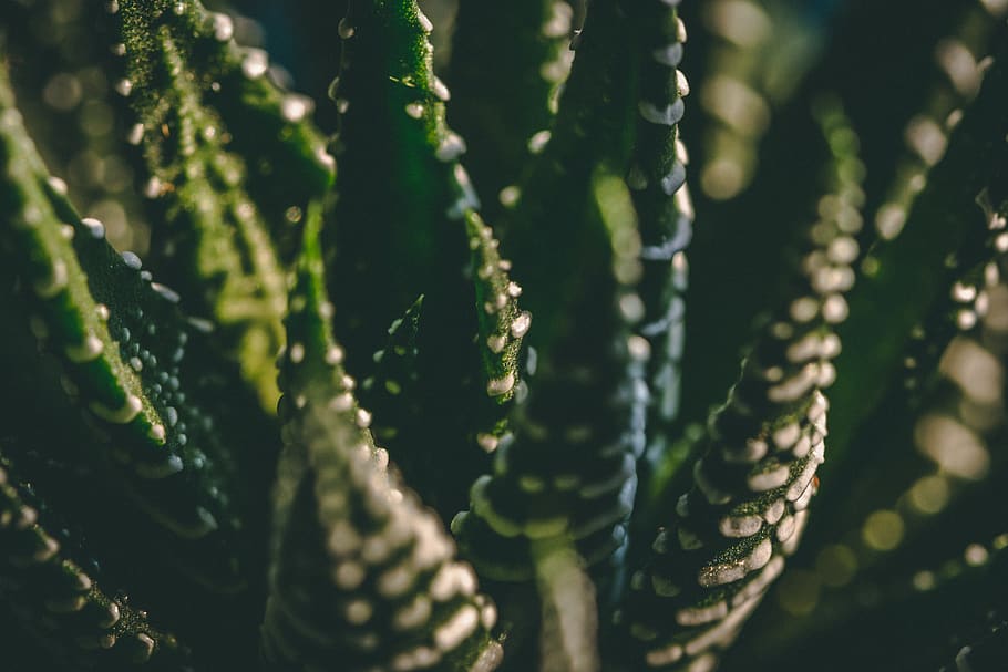 zebra cactus, plant, aloe, russia, krasnodar, green, wildlife, HD wallpaper