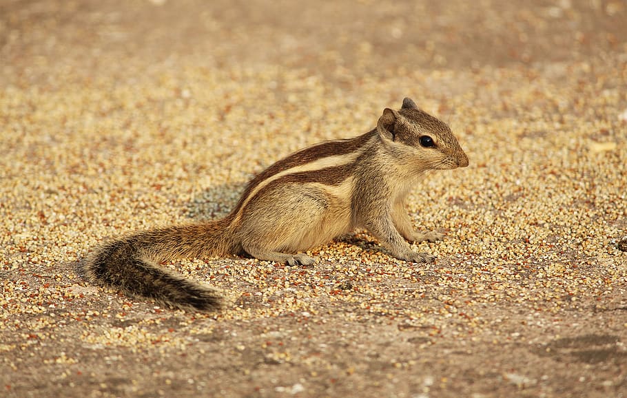 Gray Sugar Glider, animal, blur, chipmunk, close-up, cute, eye HD wallpaper