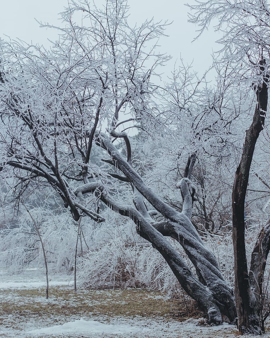 frozen tree under white skies, nature, outdoors, snow, ice, winter HD wallpaper