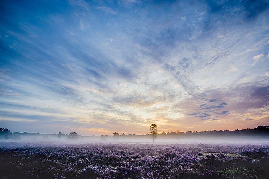 landscape photography of purple petaled flowers, heath, haze HD wallpaper